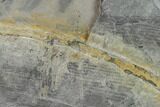 Pennsylvanian Horsetail (Calamites) Fossil - Kentucky #137714-1